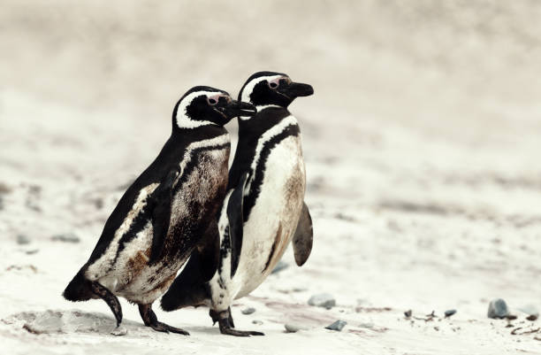istock Two magellanic penguins walking on a sandy beach 1172254641