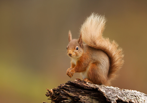 Close up of a red squirrel sitting on a log in the forest , Scotland, UK.