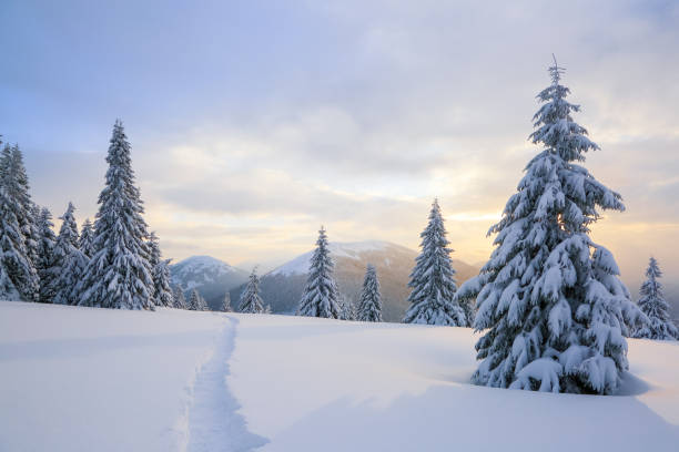 zimowy krajobraz z drzewami targowymi, górami i trawnikiem pokrytym śniegiem ze ścieżką pieszą. - rime zdjęcia i obrazy z banku zdjęć