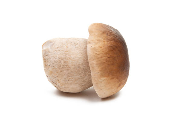 istock porcini mushroom 1172256420