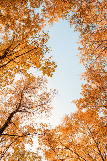 istock Bottom view on the tall birch trees in the golgen autumn forest under blue sky. Indian summer. Instagram style.Toned. Copy space 1172256431