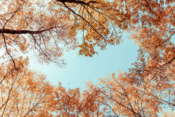 istock Bottom view on the tall birch trees in the golgen autumn forest under blue sky. Indian summer. Instagram style.Toned. Copy space 1172256435