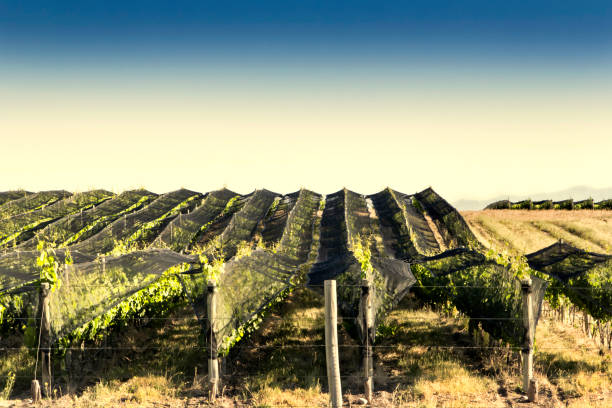 South American vineyard, Mendoza, Argentina. Vineyards, Mendoza, Argentina. chilean wine stock pictures, royalty-free photos & images