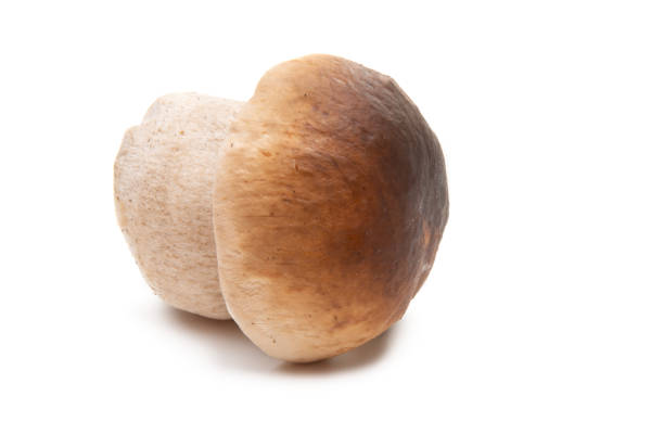 istock porcini mushroom 1172256638
