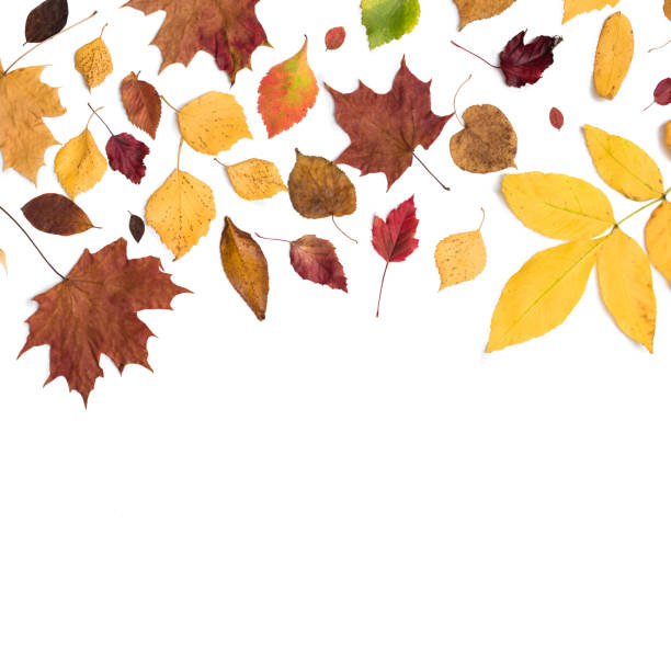 istock Different autumn dry leaf, branches, leaves and petals pattern isolated on white background. overhead view. Copy space 1172257210