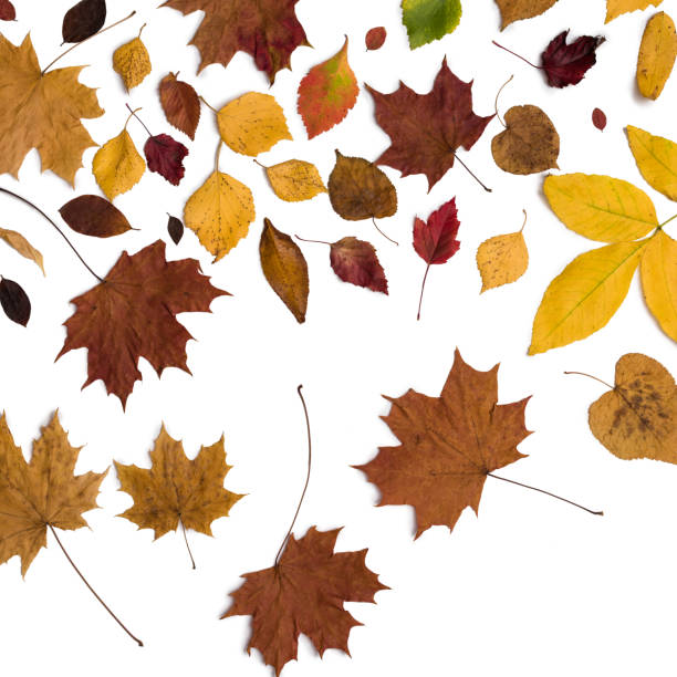 Different autumn dry leaf, branches, leaves and petals pattern isolated on white background. overhead view. Copy space.