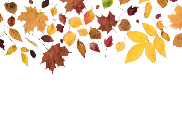istock Different autumn dry leaf, branches, leaves and petals pattern isolated on white background. overhead view. Copy space 1172257228