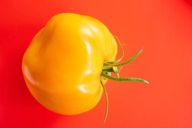 fresh ripe yellow tomato on red background close up. vegetables and healthy food
