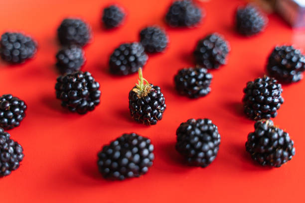ripe fresh blackberries on a red background top view. template for the website. fruits and healthy food