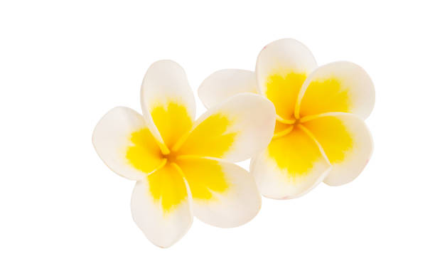 istock frangipani flowers isolated 1172259399