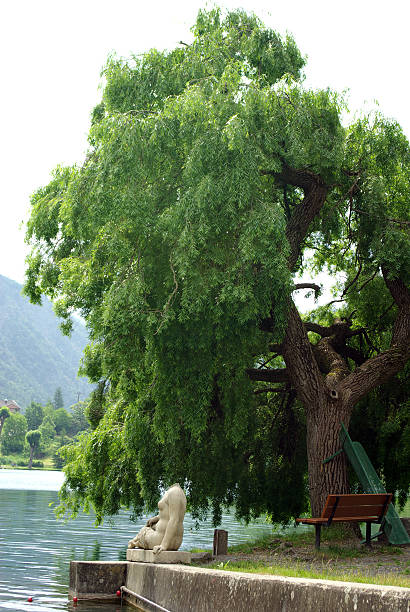 romantic tree stock photo