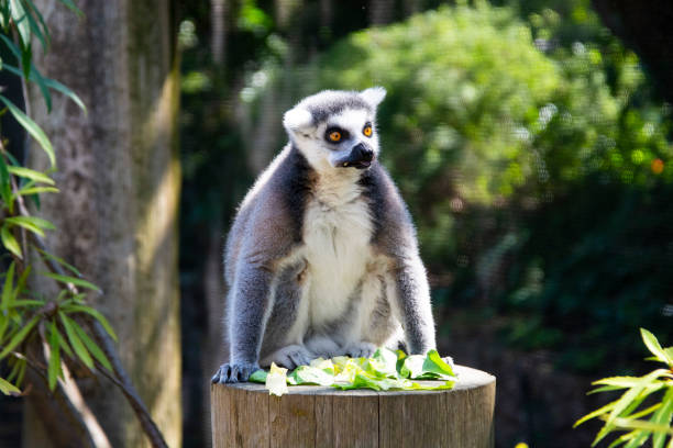 Close up Lemur monkey at the zoo, summer day. Cute extic animal