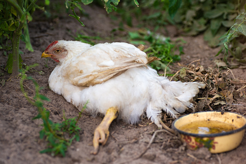 White chicken with a bad leg lying on the ground