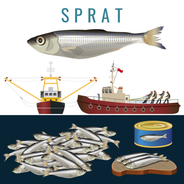 ilustrações de stock, clip art, desenhos animados e ícones de fishery set vector - fish seafood prepared fish nautical vessel