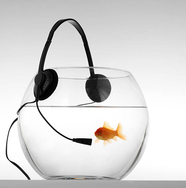 red fish that listens to music and singing stock photo