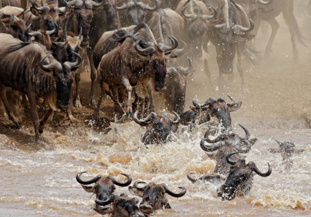 istock Mara River Crossing in Masai Mara NR 1172263453
