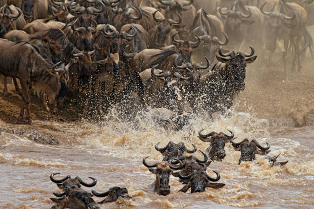 istock Mara River Crossing in Masai Mara NR 1172263499