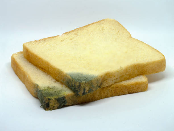 feche acima do molde crescente do pão dois (rhizopus) no fundo branco isolado. - mildewed - fotografias e filmes do acervo