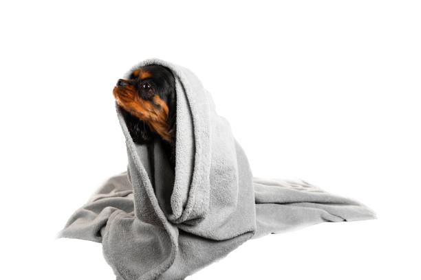 istock Adorable dog wrapped in a blanket. Isolated on white background. 1172263834