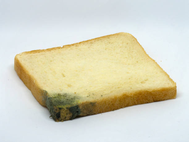 z bliska pojedynczej uprawy formy chleba (rhizopus) na odizolowanym białym tle. - mildewed zdjęcia i obrazy z banku zdjęć