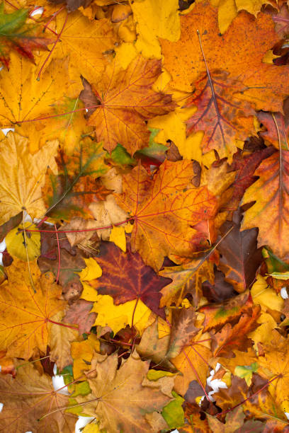 istock background of autumn leaves 1172264686