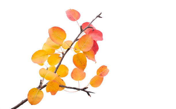 istock branch with autumn leaves 1172265692