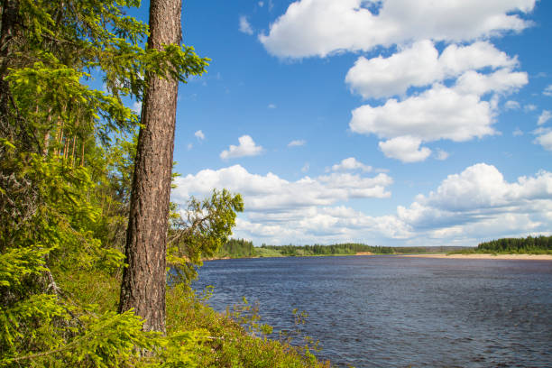 istock Summer landscape on the river with trees and clouds. 1172265698