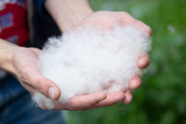 istock Poplar fluff and allergies. 1172267677
