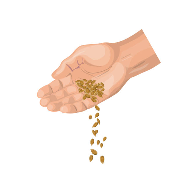 Hand sowing grain Man hand sowing grain. Farmer planting seeds. Vector illustration isolated on white background sow stock illustrations