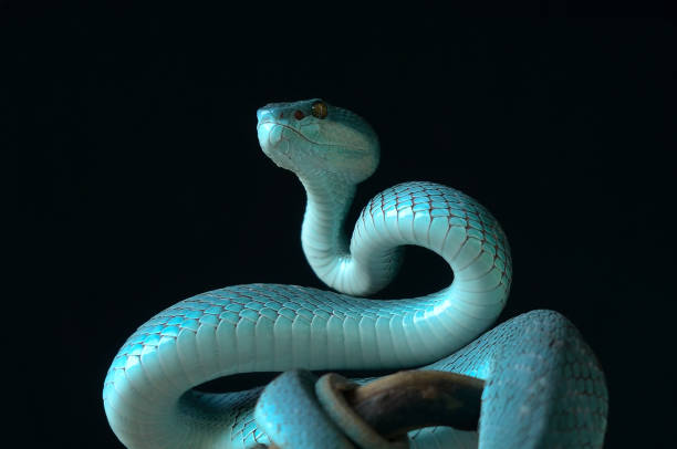 serpent sur le fond noir - nature macro reef animal photos et images de collection