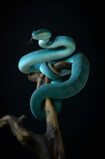 serpente su sfondo nero - snake foto e immagini stock