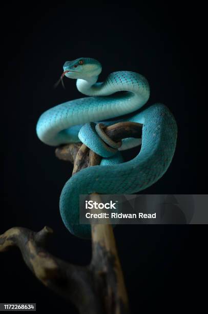 Snake On Black Background Stock Photo - Download Image Now - Snake, Blue,  Cut Out - iStock