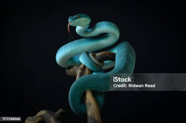 Snake On Black Background Stock Photo - Download Image Now - Snake, Animal,  Animal Themes - iStock
