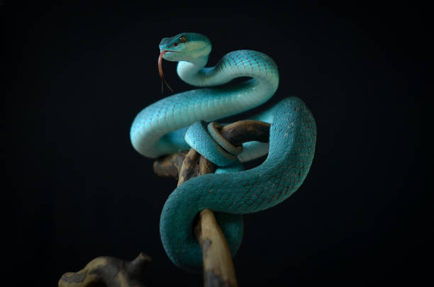 snake on black background - poisonous organism fotos imagens e fotografias de stock