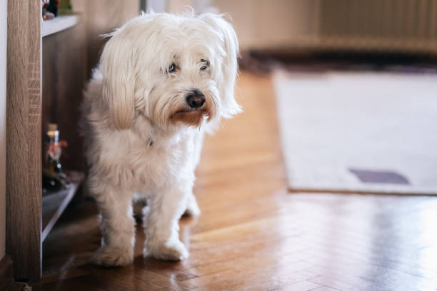 istock Cute Maltese Dog at Home 1172269781
