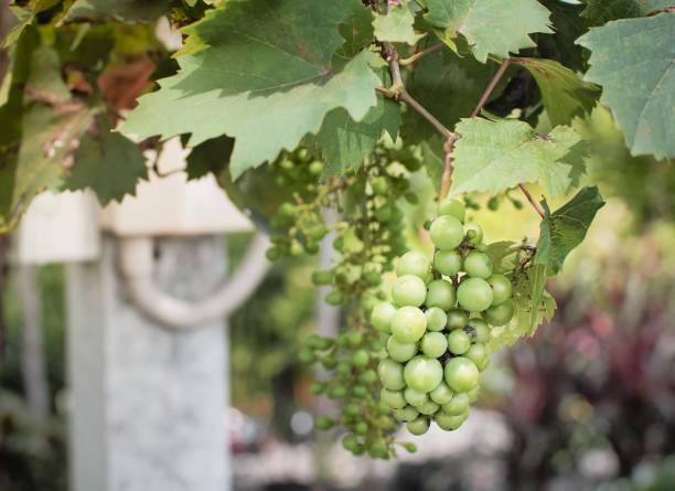 istock Green young grapes in bunch 1172269827