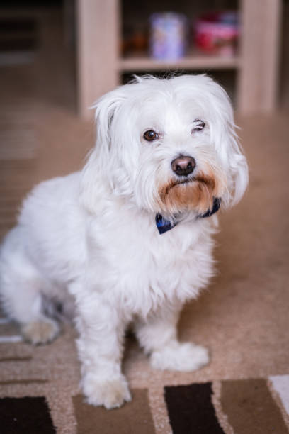 istock Cute Maltese Dog at Home 1172269843