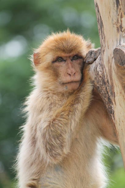 Portrait of a Barbary macaque monkey Portrait of a Barbary macaque monkey (Macaca Sylvanus) looking in the camera barbary macaque stock pictures, royalty-free photos & images
