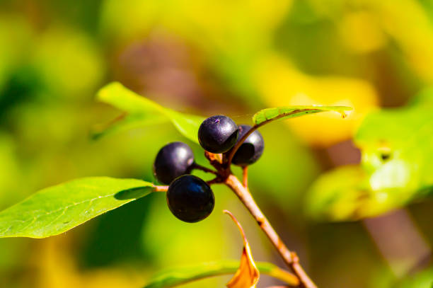 istock Black berries on the green leaves of a tree. 1172270613