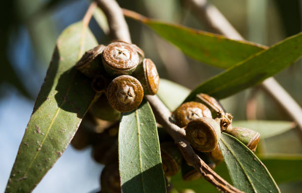 Eucalypt woody fruits on twigs
