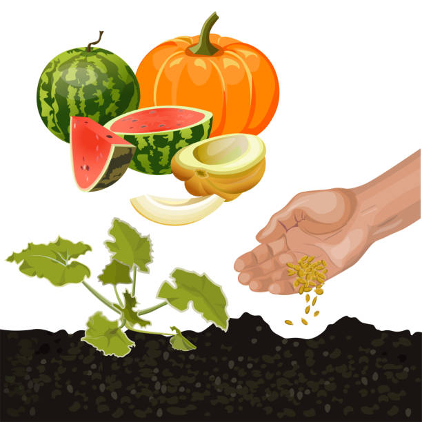ilustrações de stock, clip art, desenhos animados e ícones de growing melons vector - planting growth plant gourd