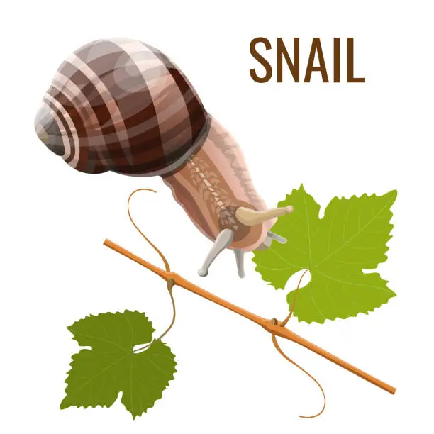 Vector illustration of Burgundy snail vector