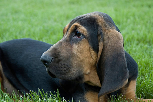 Bloodhound Puppy 13-week-old Bloodhound Puppy (and already has a very mature face!). bloodhound stock pictures, royalty-free photos & images