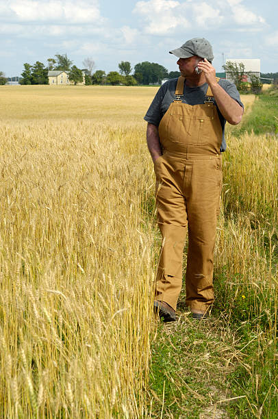 istock Farmer on the phone checking wheat prices 117227412