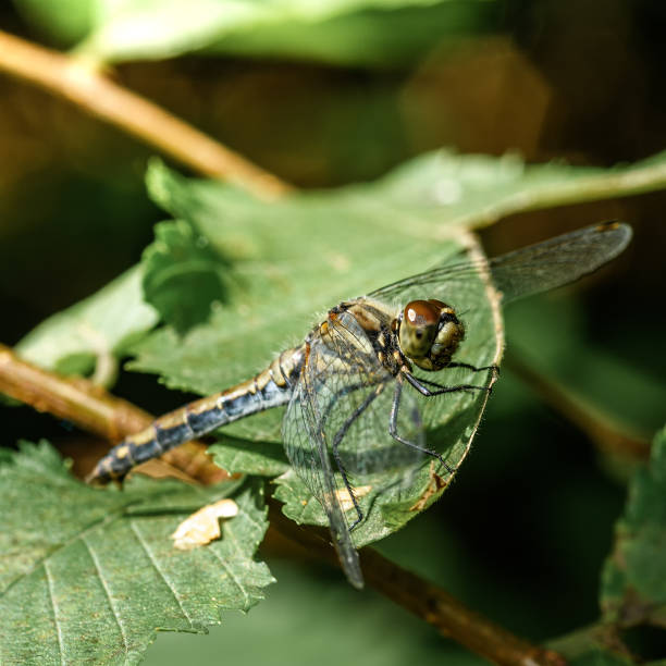 istock Dragonfly on a sheet of close-up 1172275197