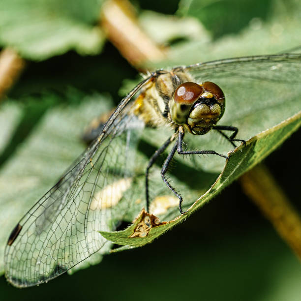 istock Dragonfly on a sheet of close-up 1172275224