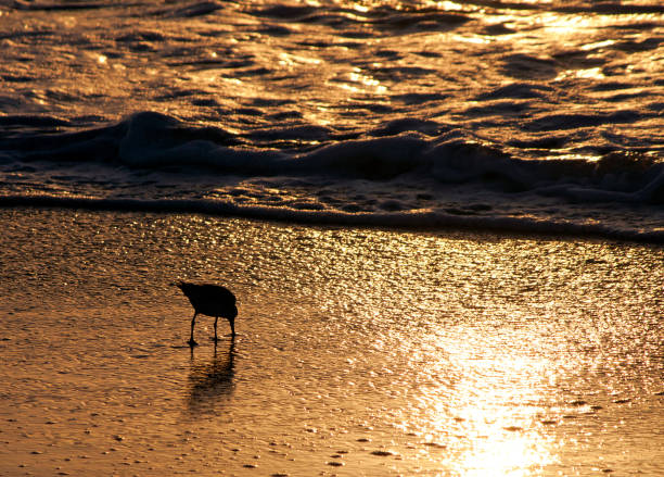 The Salton Sea in California. A bird wades along the shore.