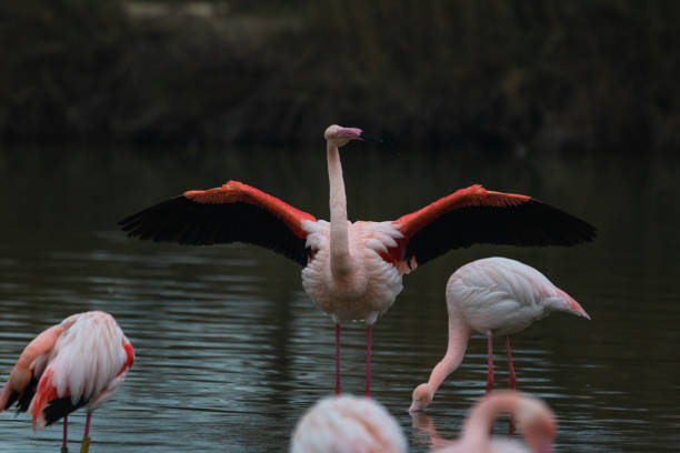 istock Pink Flamingos 1172277870