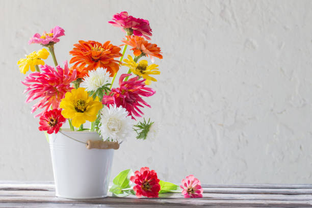 istock zinnia flowers in bucket on white background 1172278085