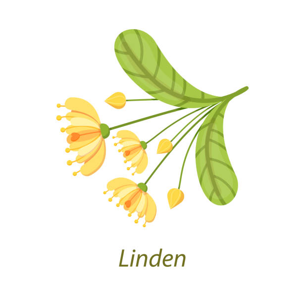 Linden leaf, blooming flowers, buds of basswood. Linden leaf, blooming flowers, buds of basswood. Elements of the Tilia. Herbal planton white background realistic vector illustration. Use in medicine, pharmaceutics, cosmetology, health care tilia stock illustrations